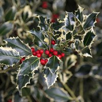 Argentea Marginata Broad Leaved Silver Holly Shrub Ilex Aquifolium Pot