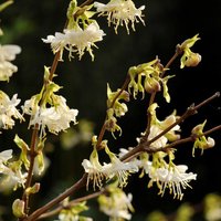 Winter Honeysuckle Outdoor Shrub Lonicera Fragrantissima Pot