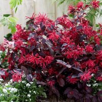 Rubrum Fire Dance Loropetalum Shrub Loropetalum Chinense Pot