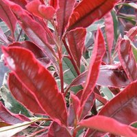 Pink Marble Photinia Outdoor Shrub Photinia x Fraseri Pot