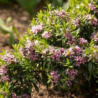 Pink Fragrance Daphne Shrub Daphne x Transatlantica Pot