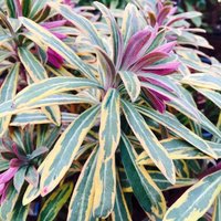 Ascot Rainbow Wood Spurge Perennials Flowering Plants Euphorbia × Martini Pot