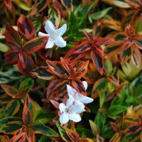 Kaleidoscope Outdoor Shrub Abelia x Grandiflora Garden Plants Pot