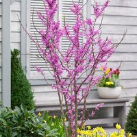 Avondale Chinese Redbud Tree Cercis Canadensis Outdoor Ornamental Pot