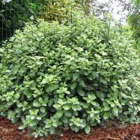 Golf Ball Kohuhu Outdoor Shrub Pittosporum Tenuifolium Pot