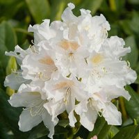 CunninghamS Outdoor Shrub Rhododendron Garden Plants Pot Green