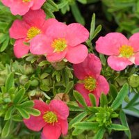 Bellissima Shrubby Cinquefoil Shrub Potentilla Fruticosa Pot