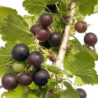 Jostaberry Fruit Bush Ribes Fruiting Berry Shrub Pot