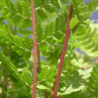 Fern Rubellum Athyrium Filix Femina Hardy Outdoor Ferns Pot Green