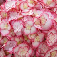 Miss Saori Garland Hydrangea Outdoor Shrub Hydrangea Pot