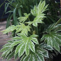 Tsumugi Shibori Japanese Aralia Shrub Fatsia Japonica Pot