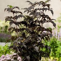 Porphyrophylla Tower Tower Elder Shrub Sambucus Nigra Pot Green