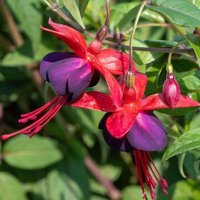 Boothby Fuchsia Outdoor Shrub Fuchsia Fairy Garden Bush Pot