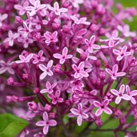 Bloomerang Dark Purple Repeat Flowering Lilac Shrub Syringa Pot