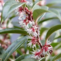 Winter Gem Sweet Box Outdoor Shrub Sarcococca Hookeriana Pot