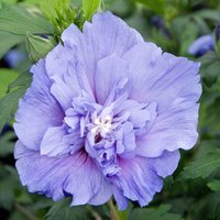 Chiffon Tree Hollyhock Shrub Hibiscus Syriacus Pot Green