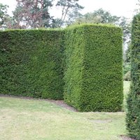 English Yew Conifer Tree Taxus Baccata Evergreen 9cm Pot 20cm