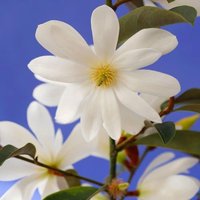 Fairy Magnolia Outdoor Shrub Magnolia Flowering Bush Pot 30cm Green
