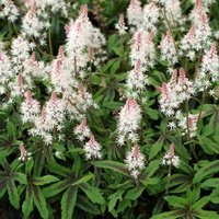 Spring Symphony Foam Flower Perennials Flowering Plants Tiarella Pot