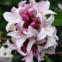 Perfume Princess Daphne Outdoor Shrub Daphne Garden Plants 13cm Pot
