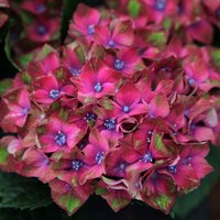 Glam Rock Outdoor Shrub Hydrangea Macrophylla Flowering Plants Pot