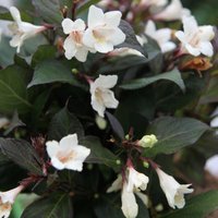 Ebony & Ivory Outdoor Shrub Weigela Flowering Garden Plants Pot