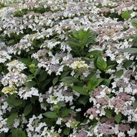 Lanarth Outdoor Shrub Hydrangea Macrophylla Pot Green