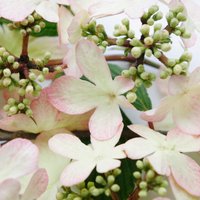 Plant Theory Japanese Snowball Bush (Viburnum Tomentosum Kilimanjaro Sunrise)
