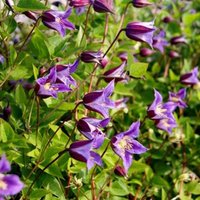 Clematis Prince William Flowering Vine Climbing 60cm Cane Pot