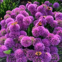 Millennium Dutch Garlic Ornamental Onion Perennial Flowering Allium Pot