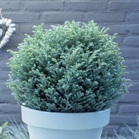 Moon Sawara Cypress Conifer Bush Chamaecyparis Pisifera Evergreen Green