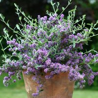 Unique Butterfly Bush Outdoor Shrub Buddleja x Pikei Pot