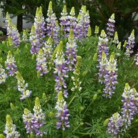 Lavender Spires Tree Lupin Outdoor Shrub Lupinus Arboreus Pot