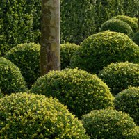 Dark Green Box Leaved Holly Shrub Ilex Crenata Pot 20cm ball