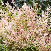 Twilight Heavenly Bamboo Outdoor Shrub Nandina Domestica Pot