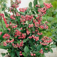 Blueberry Pink Lemonade Pinkberry Fruit Bush Vaccinium Berry Shrub Pot
