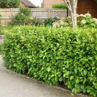 Zealand Privet Outdoor Shrub Griselinia Littoralis Pot