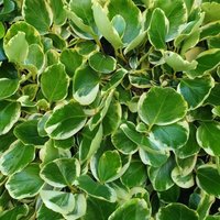 Variegata Zealand Privet Shrub Griselinia Littoralis Pot