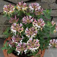Lonicera periclymenum Strawberries & BurgundyClimbing Pot Burgundy