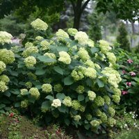 Lime Rickey Sevenbark Outdoor Shrub Hydrangea Arborescens Pot