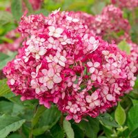 Ruby Annabelle Sevenbark Shrub Hydrangea Arborescens Pot