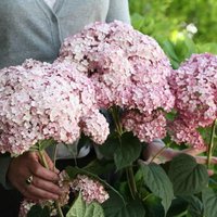 Sweet Annabelle Sevenbark Shrub Hydrangea Arborescens Pot
