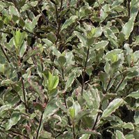 Elizabeth Kohuhu Outdoor Shrub Pittosporum Tenuifolium Pot