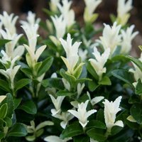 Paloma Blanca Japanese Euonymus Shrub Euonymus Japonicus Pot