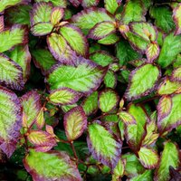 Persian Spire Persian Ironwood Shrub Parrotia Persica Pot