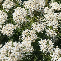 Dazzler Mexican Orange Blossom Shrub Choisya x Dewitteana Pot Green