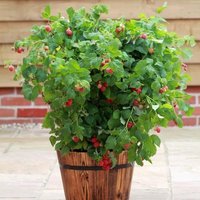 Raspberry Ruby Beauty Fruit Bush Rubus Fruiting Berry Shrub Pot