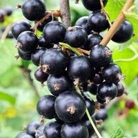 Blackcurrant Ben Sarek Fruit Bush Ribes Fruiting Shrub Pot