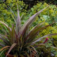 Westland Bush Flax Outdoor Shrub Astelia Nervosa Garden Plants Pot