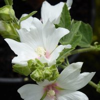 Barnsley Mallow Outdoor Shrub Malva x Clementii Pot